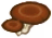 platte paddenstoel